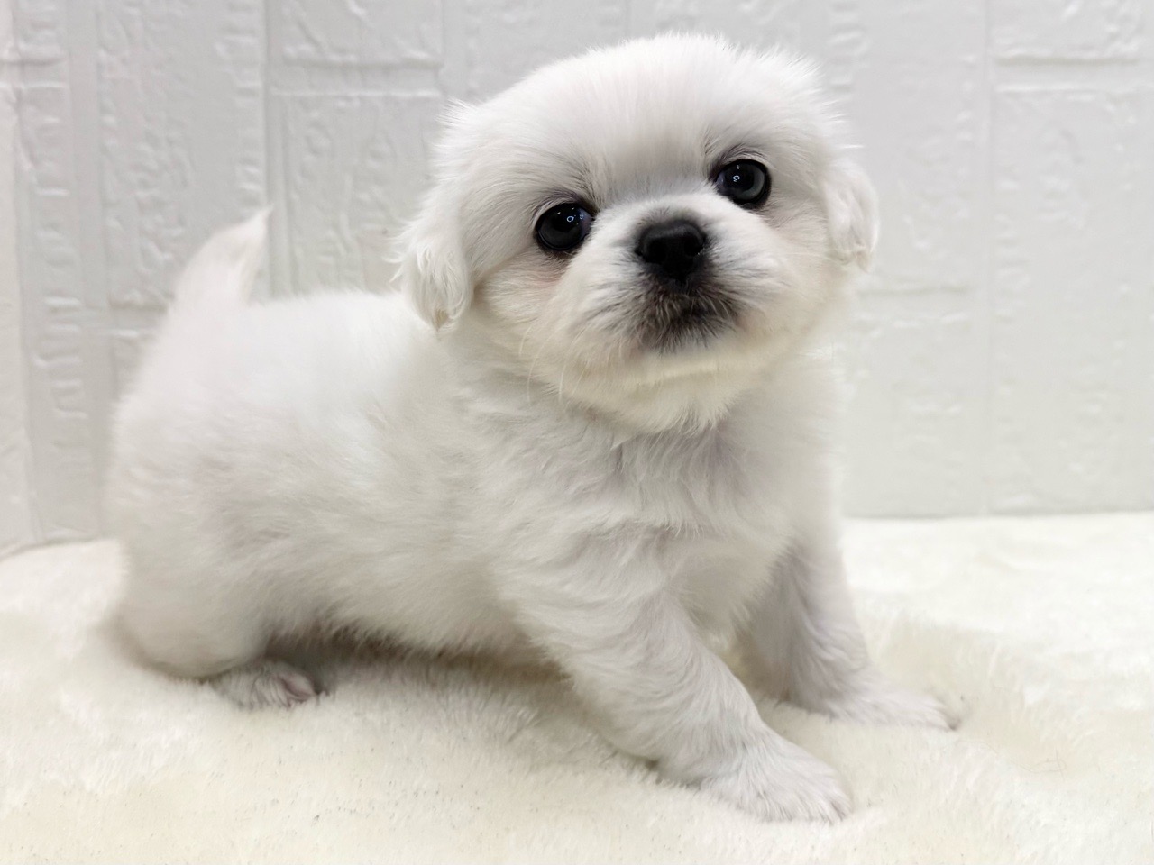 2025年9月2日生まれのペキプー(ペキニーズ×プードル)の6枚目の写真