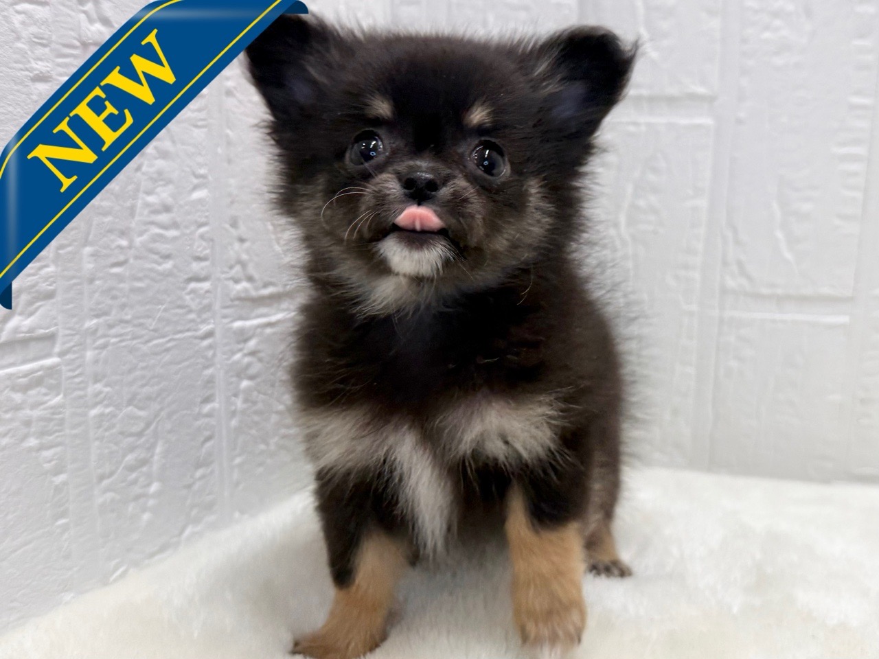 東京都のポメチワ/チワポメ/ポメチー(ポメラニアン×チワワ) (かねだい青梅店/2025年9月1日生まれ/女の子/ブラックタン)の子犬の1枚目の画像