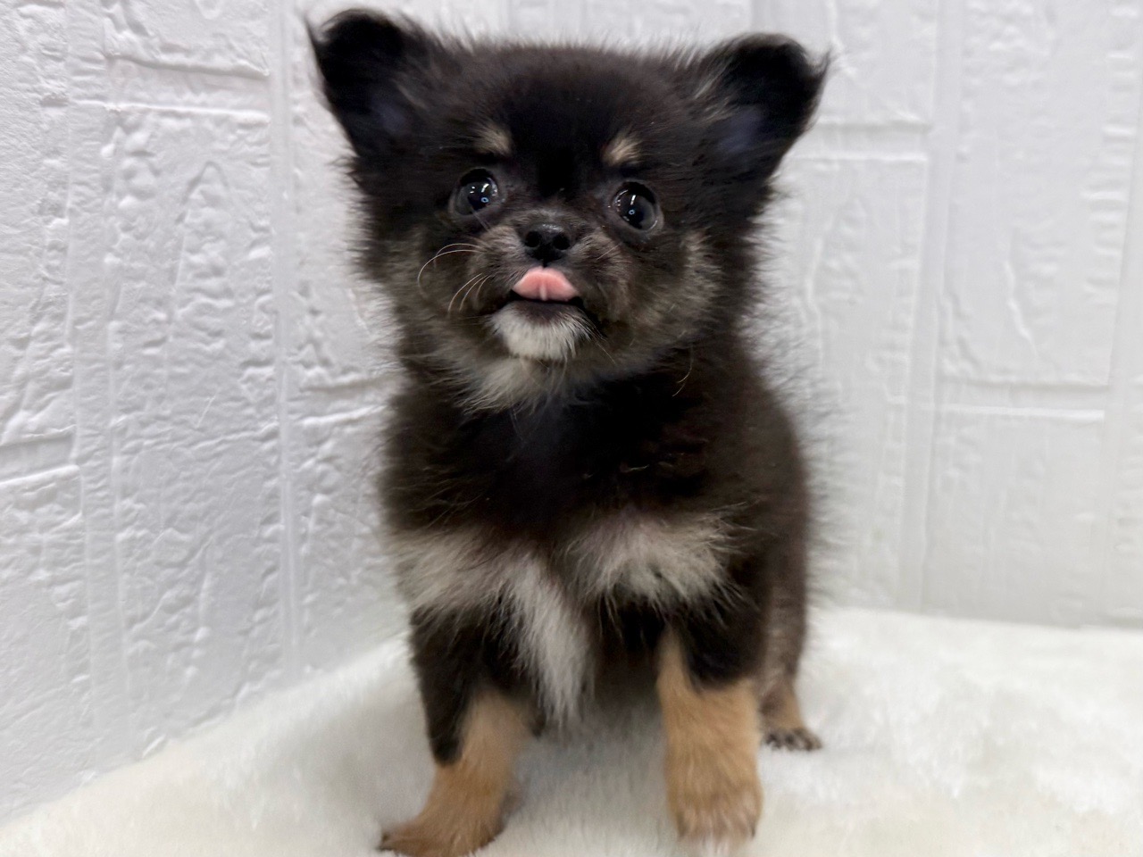 東京都のポメチワ/チワポメ/ポメチー(ポメラニアン×チワワ) (かねだい青梅店/2025年9月1日生まれ/女の子/ブラックタン)の子犬の2枚目の画像