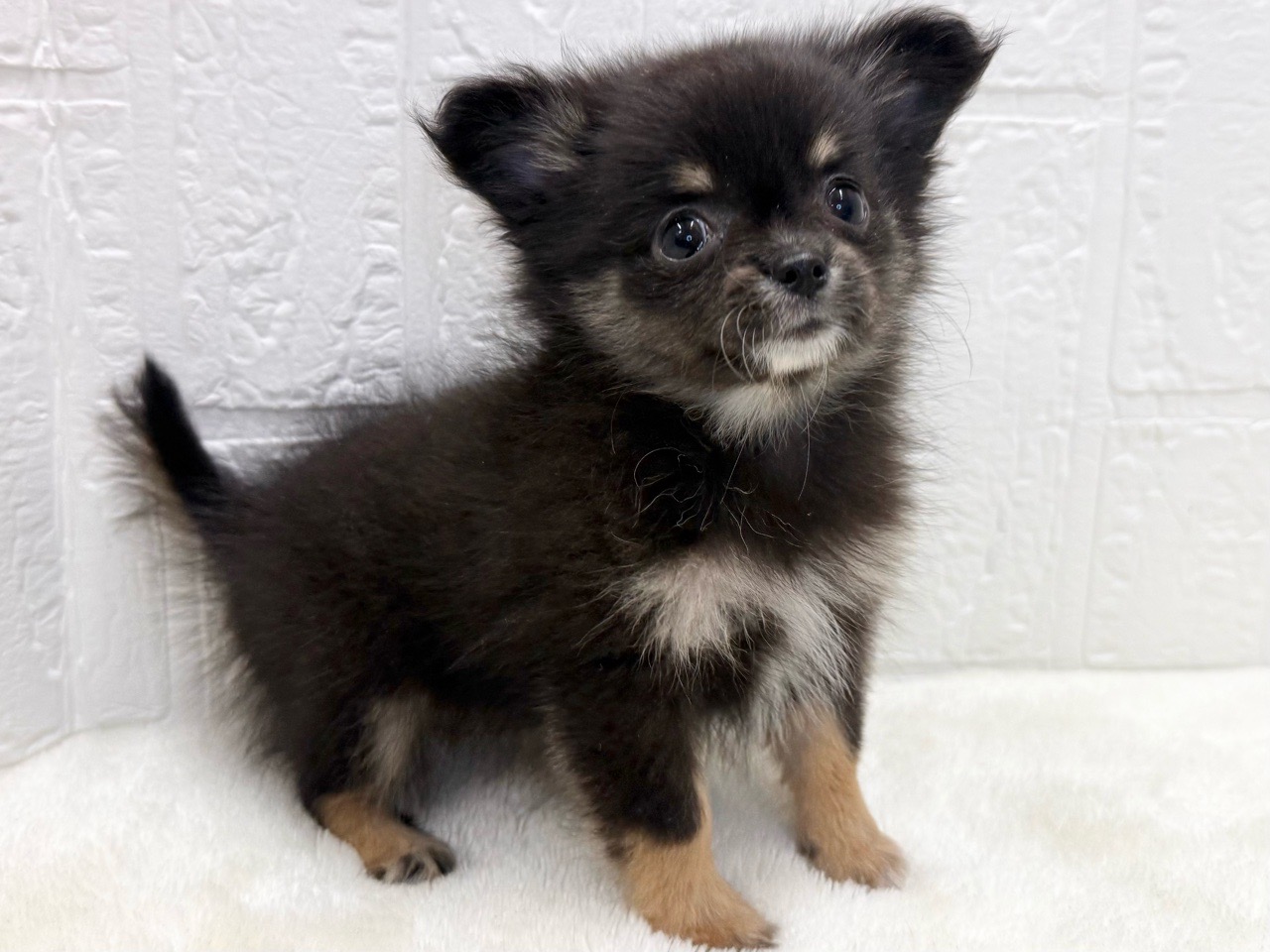 東京都のポメチワ/チワポメ/ポメチー(ポメラニアン×チワワ) (かねだい青梅店/2025年9月1日生まれ/女の子/ブラックタン)の子犬の3枚目の画像
