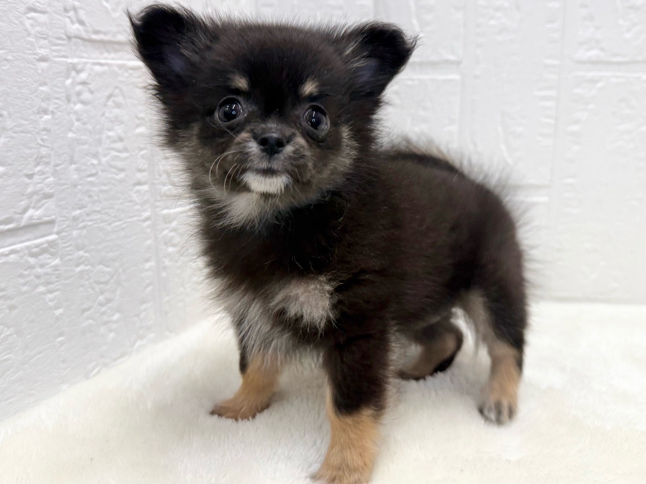 東京都のポメチワ/チワポメ/ポメチー(ポメラニアン×チワワ) (かねだい青梅店/2025年9月1日生まれ/女の子/ブラックタン)の子犬の4枚目の画像