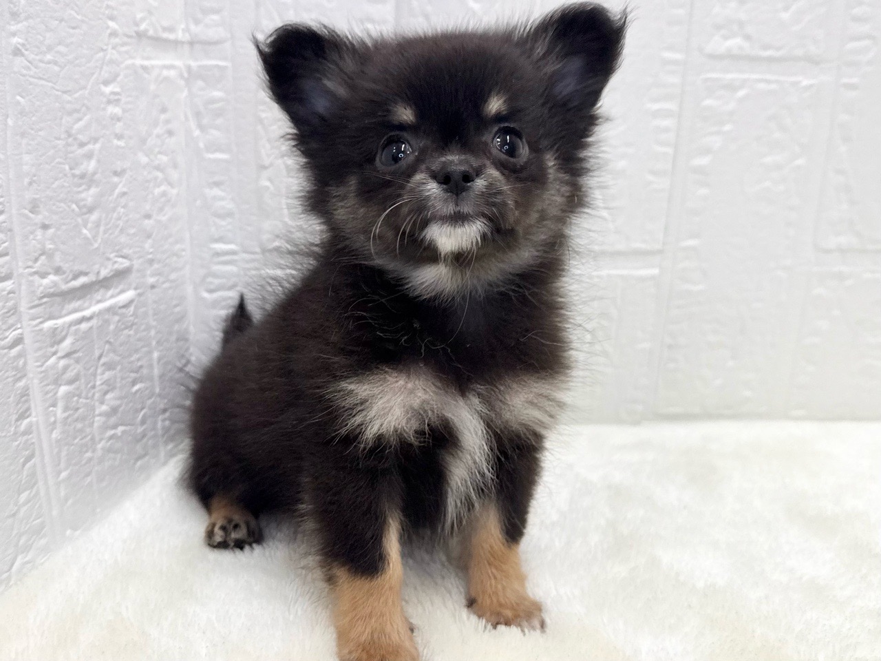 2025年9月1日生まれのポメチワ/チワポメ/ポメチー(ポメラニアン×チワワ)の5枚目の写真