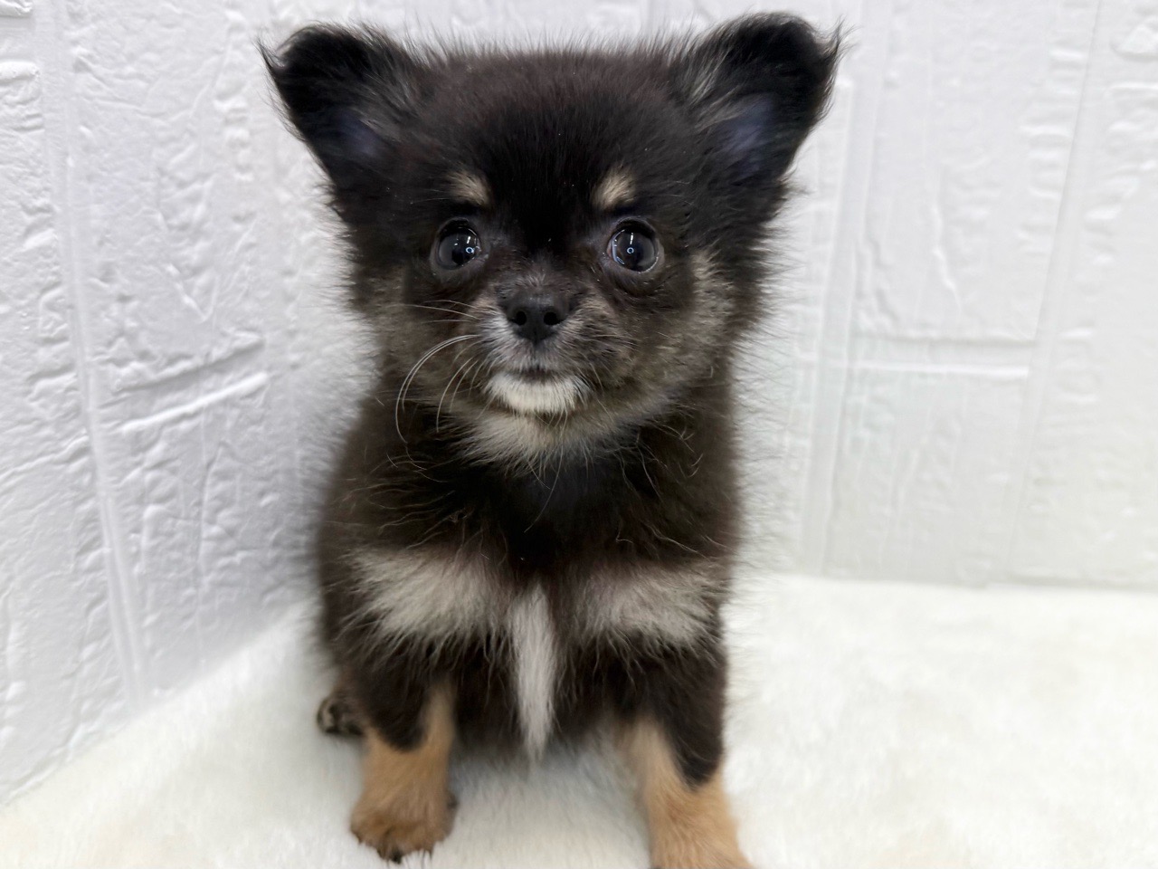 2025年9月1日生まれのポメチワ/チワポメ/ポメチー(ポメラニアン×チワワ)の6枚目の写真