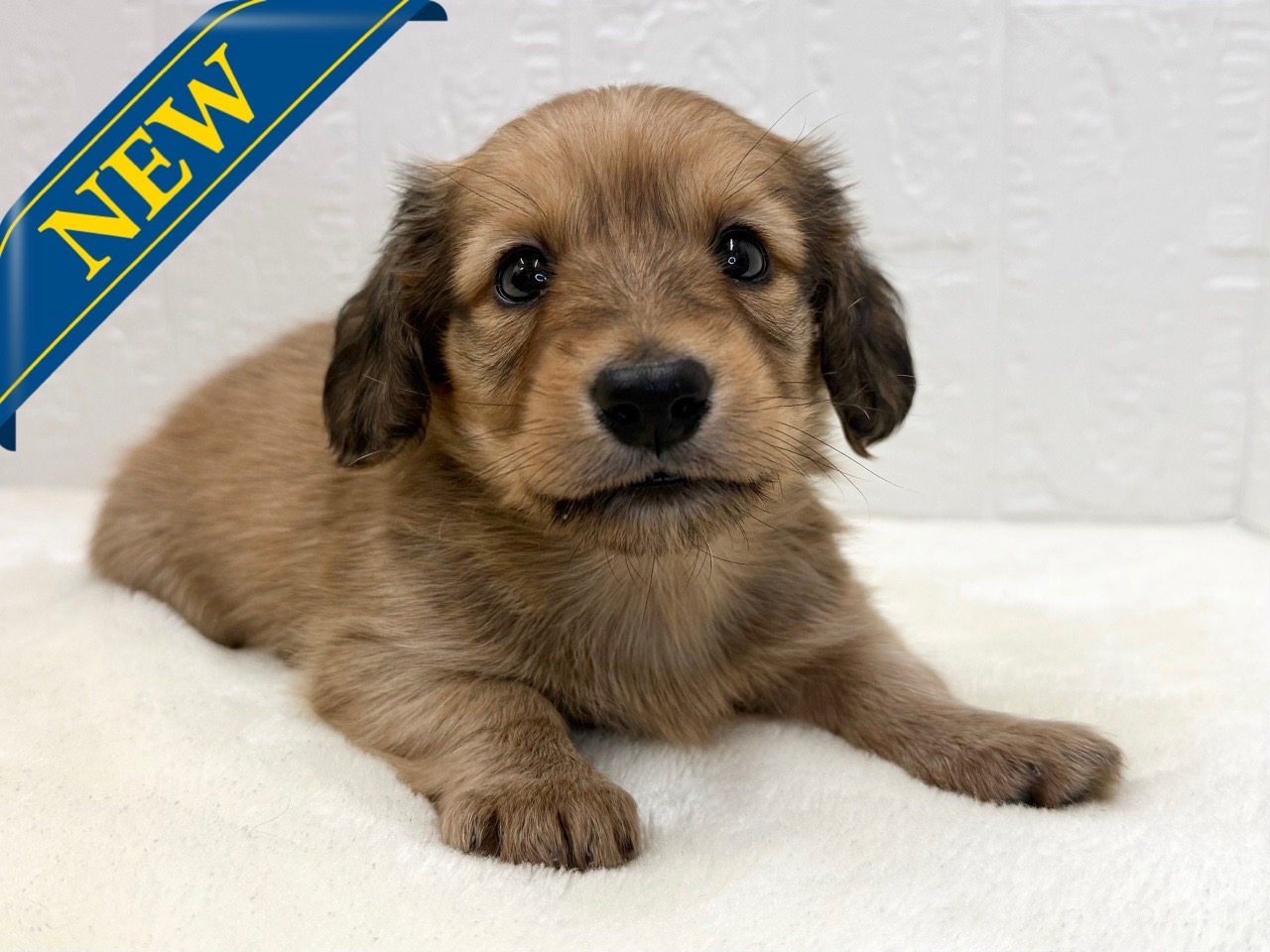 2025年8月30日生まれのミニチュアダックスフンド(ロング)の1枚目の写真