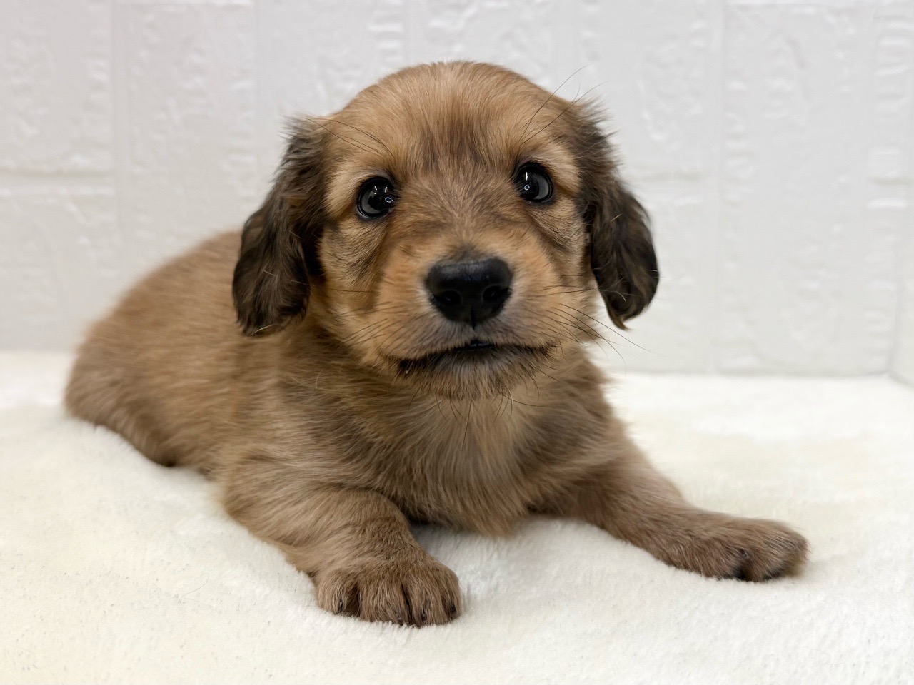 2025年8月30日生まれのミニチュアダックスフンド(ロング)の2枚目の写真