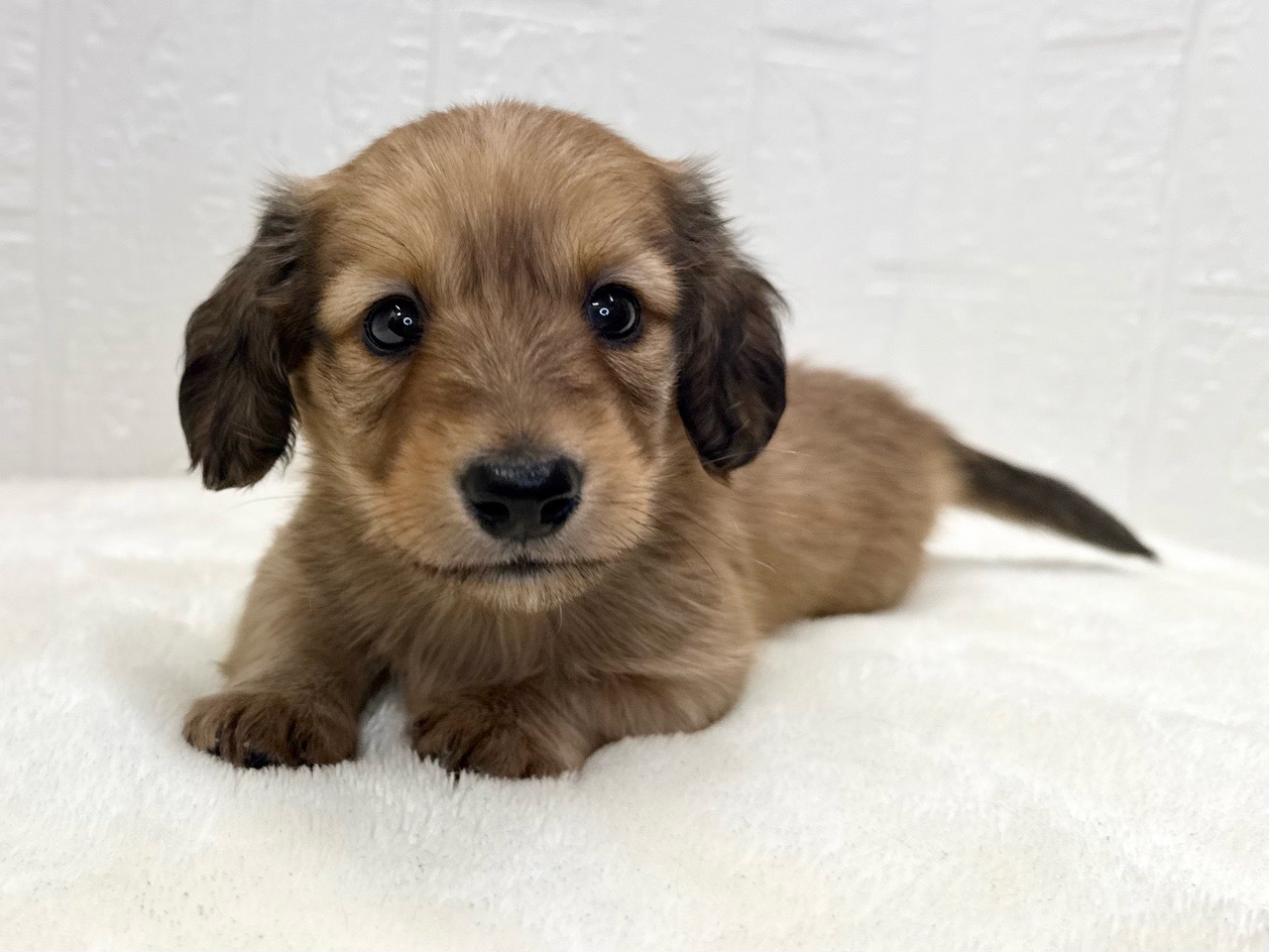 2025年8月30日生まれのミニチュアダックスフンド(ロング)の3枚目の写真