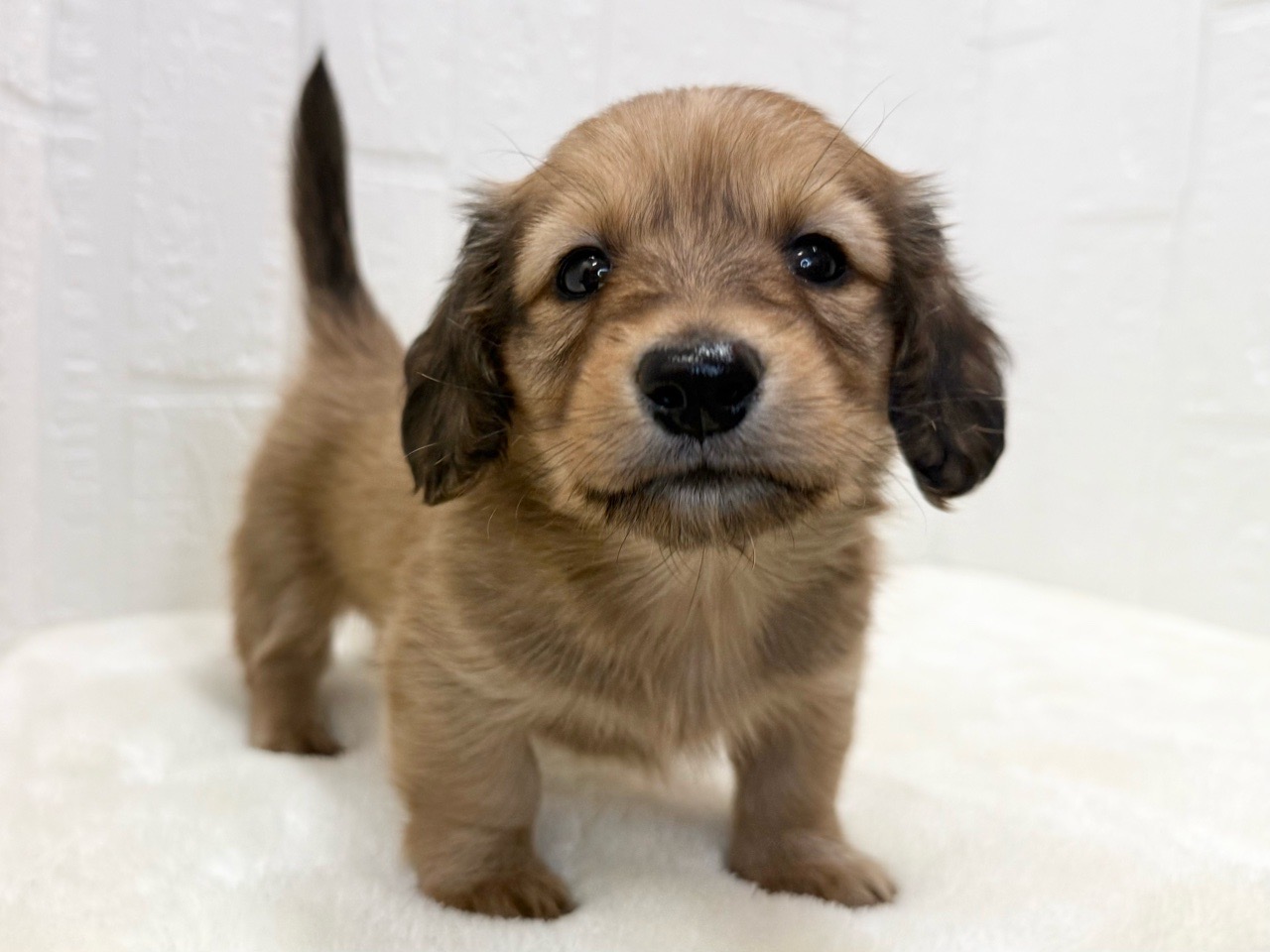 2025年8月30日生まれのミニチュアダックスフンド(ロング)の4枚目の写真