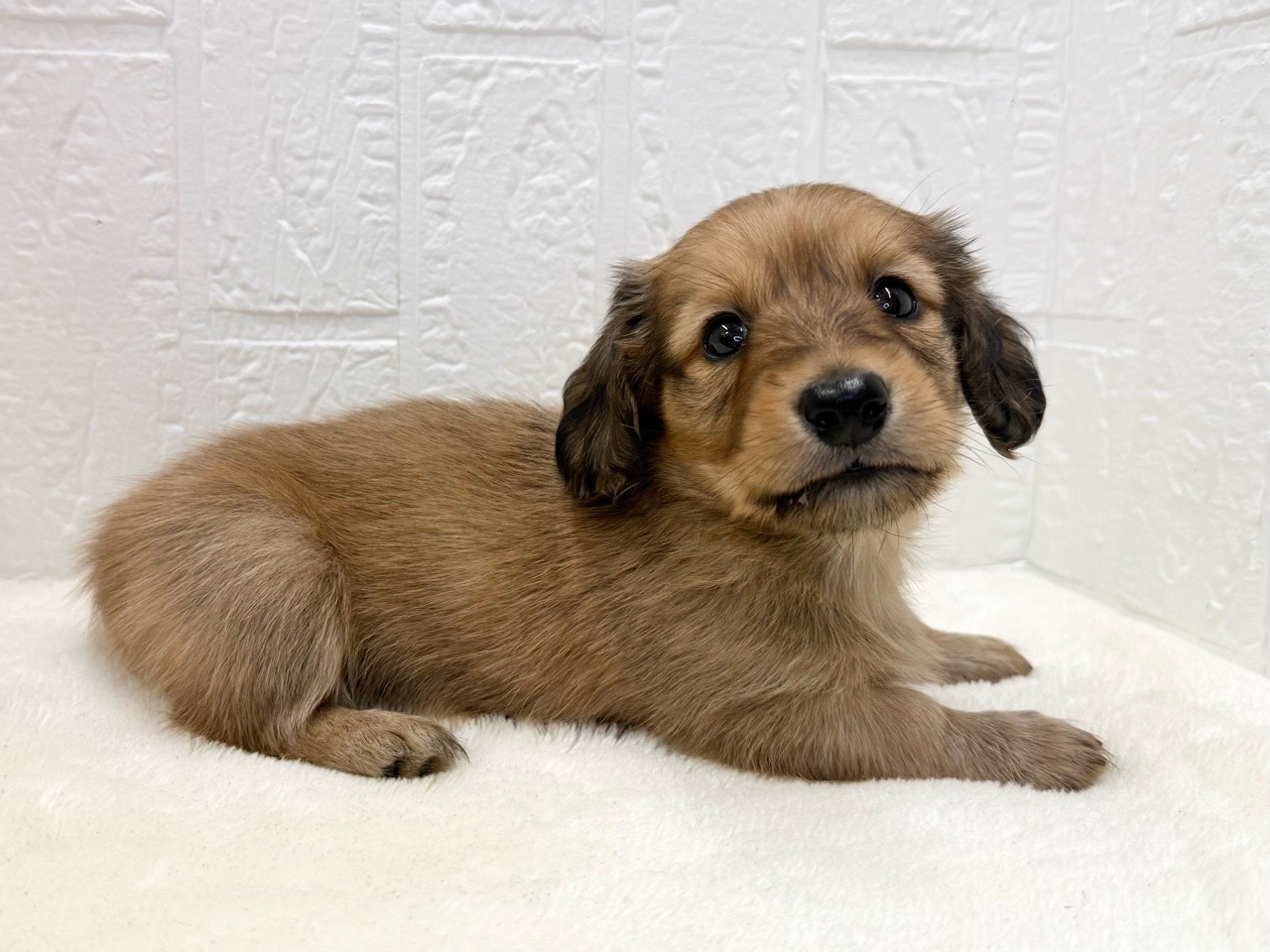 2025年8月30日生まれのミニチュアダックスフンド(ロング)の5枚目の写真