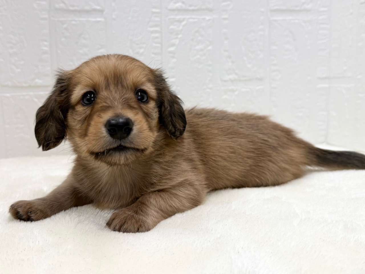 2025年8月30日生まれのミニチュアダックスフンド(ロング)の6枚目の写真