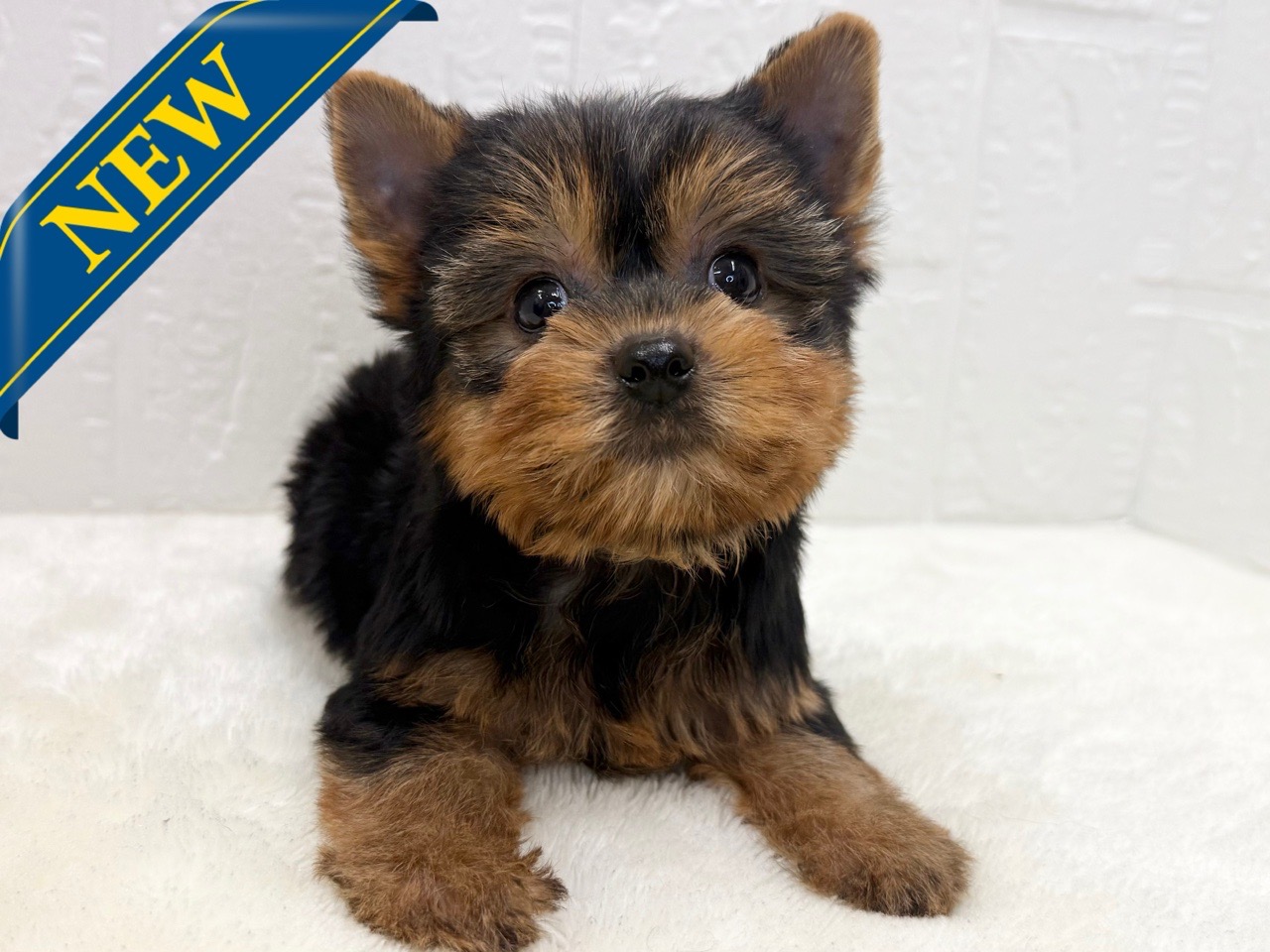 東京都のヨークシャーテリア (かねだい青梅店/2025年8月31日生まれ/男の子/スチールブルータン)の子犬の1枚目の画像