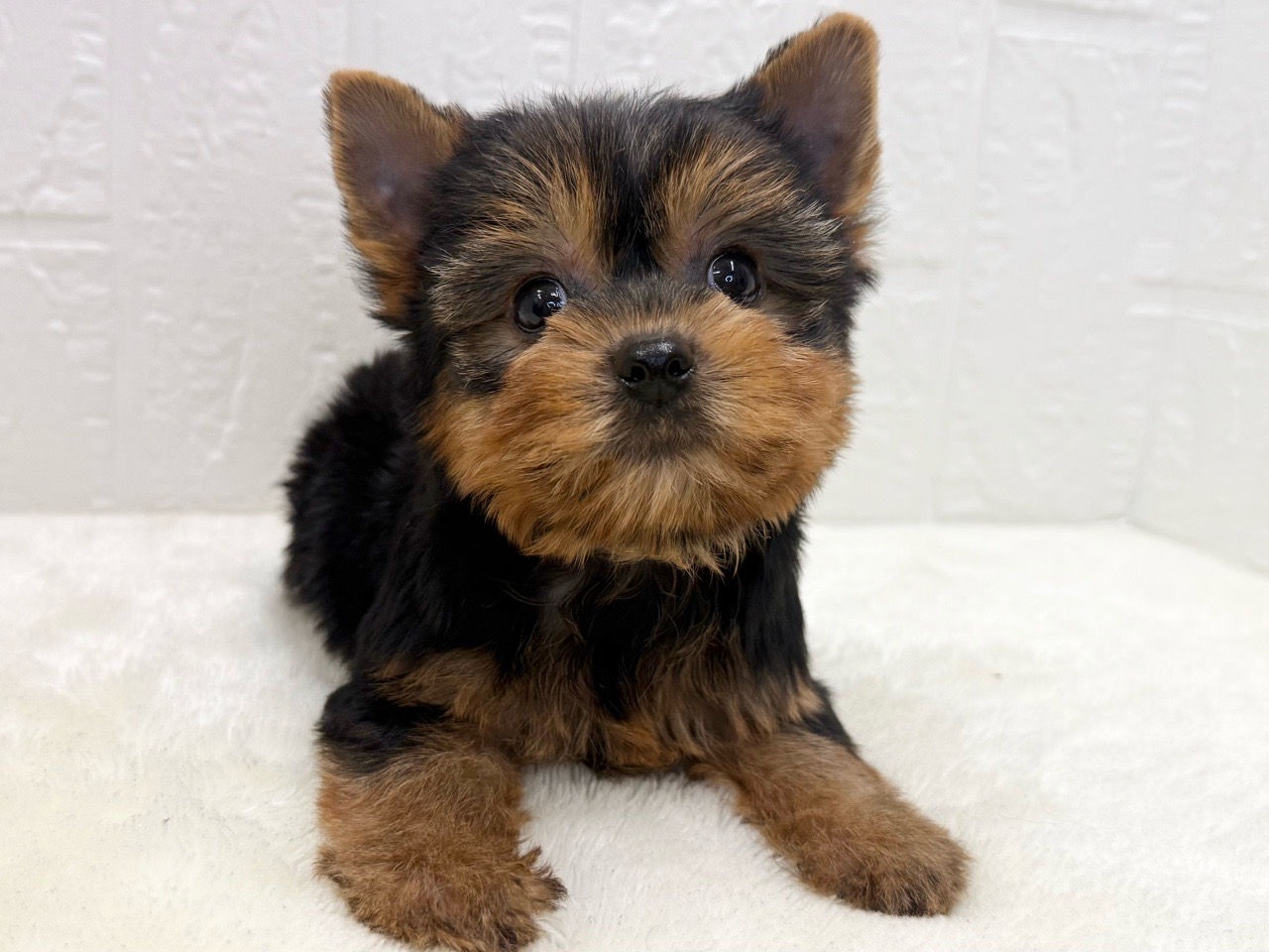 東京都のヨークシャーテリア (かねだい青梅店/2025年8月31日生まれ/男の子/スチールブルータン)の子犬の2枚目の画像