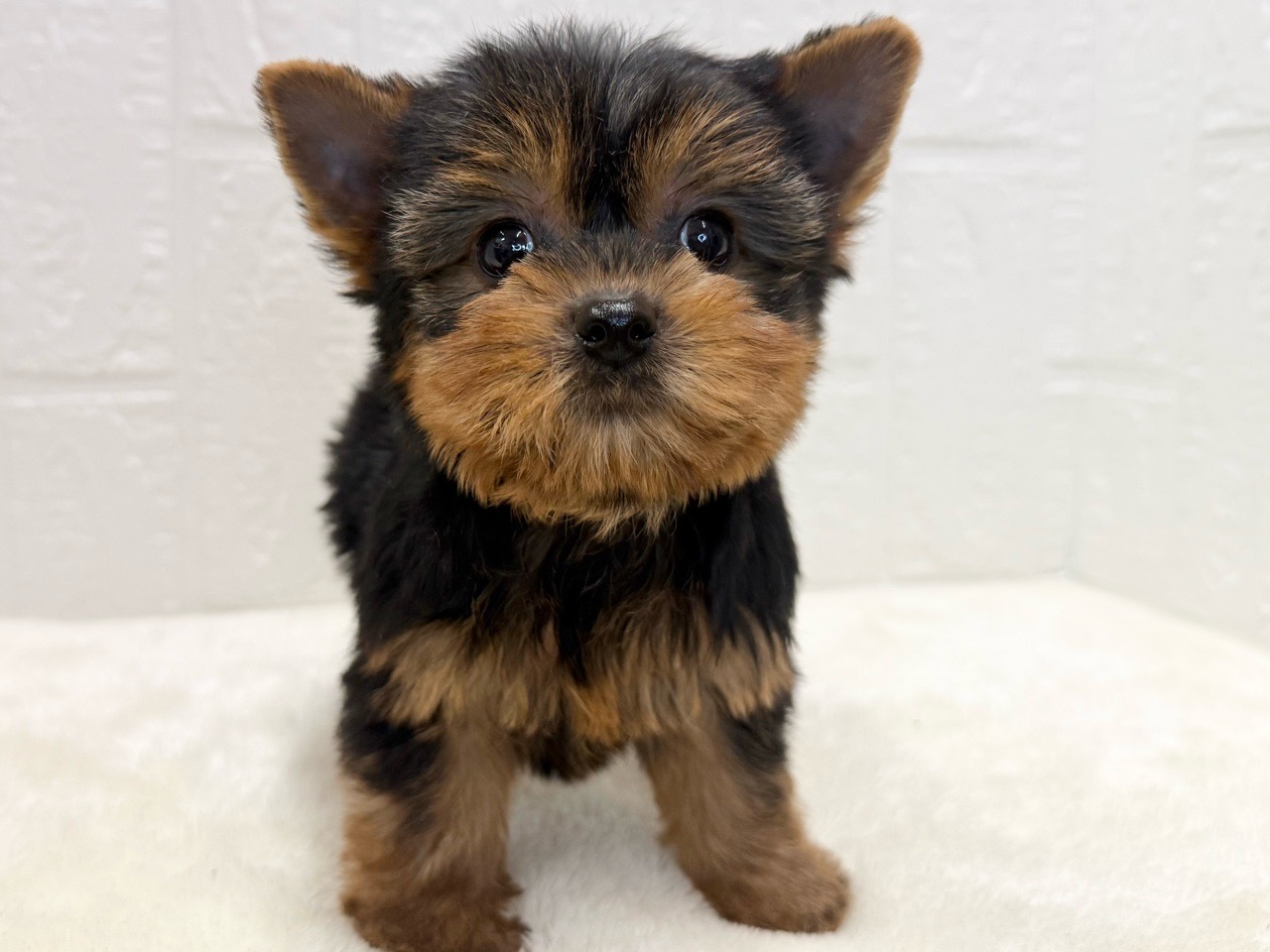 東京都のヨークシャーテリア (かねだい青梅店/2025年8月31日生まれ/男の子/スチールブルータン)の子犬の3枚目の画像