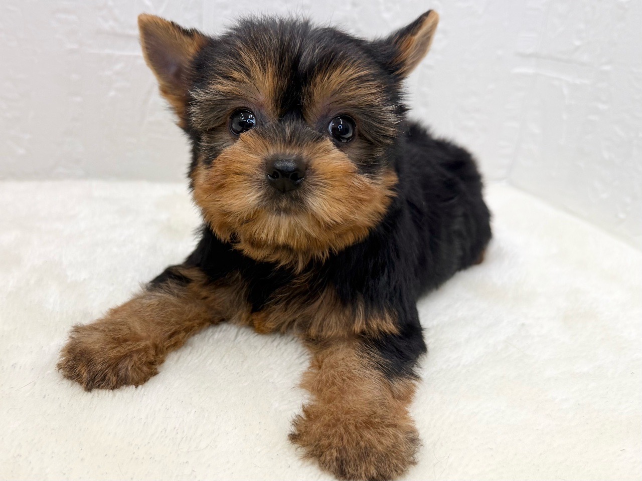 東京都のヨークシャーテリア (かねだい青梅店/2025年8月31日生まれ/男の子/スチールブルータン)の子犬の4枚目の画像