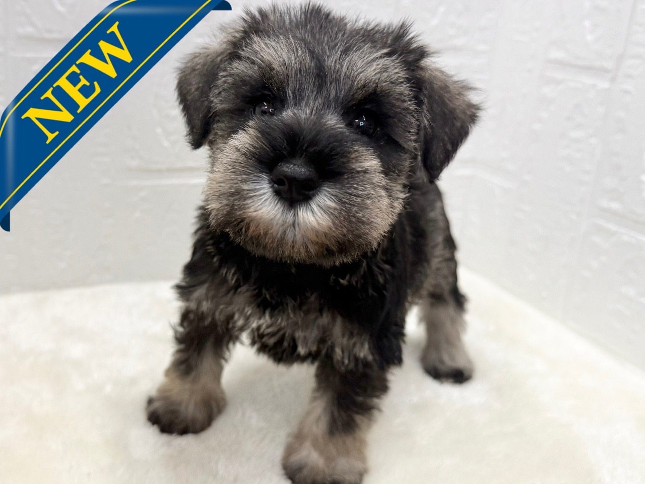 東京都のミニチュアシュナウザー (かねだい青梅店/2025年8月31日生まれ/女の子/ソルトペッパー)の子犬の1枚目の画像