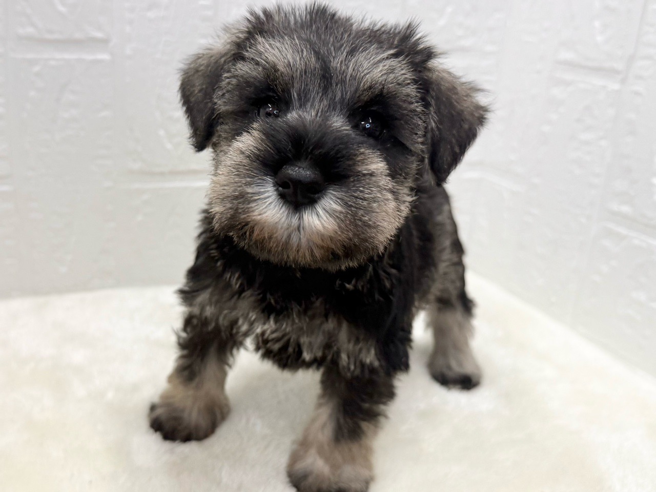 東京都のミニチュアシュナウザー (かねだい青梅店/2025年8月31日生まれ/女の子/ソルトペッパー)の子犬の2枚目の画像