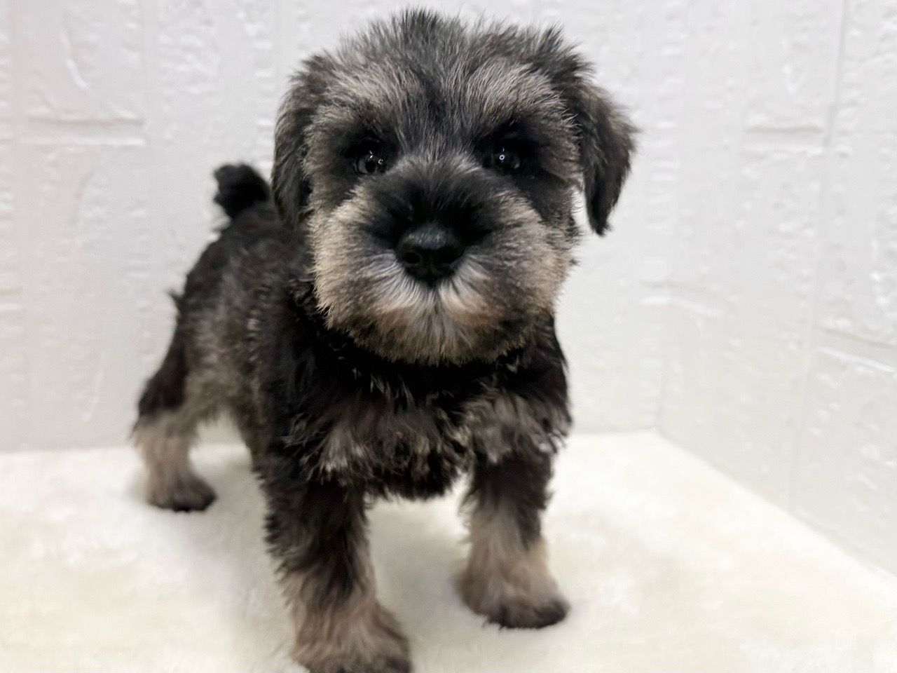 東京都のミニチュアシュナウザー (かねだい青梅店/2025年8月31日生まれ/女の子/ソルトペッパー)の子犬の3枚目の画像