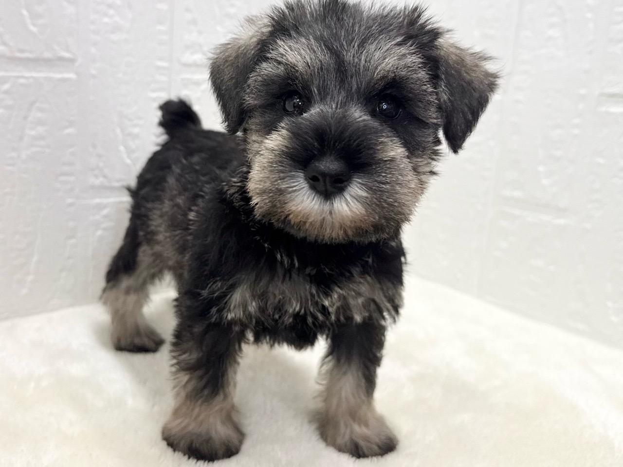 東京都のミニチュアシュナウザー (かねだい青梅店/2025年8月31日生まれ/女の子/ソルトペッパー)の子犬の4枚目の画像