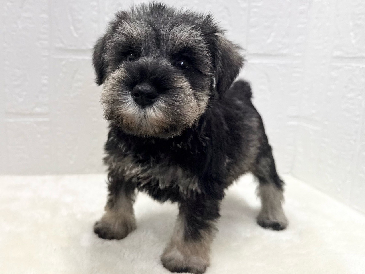 2025年8月31日生まれのミニチュアシュナウザーの5枚目の写真