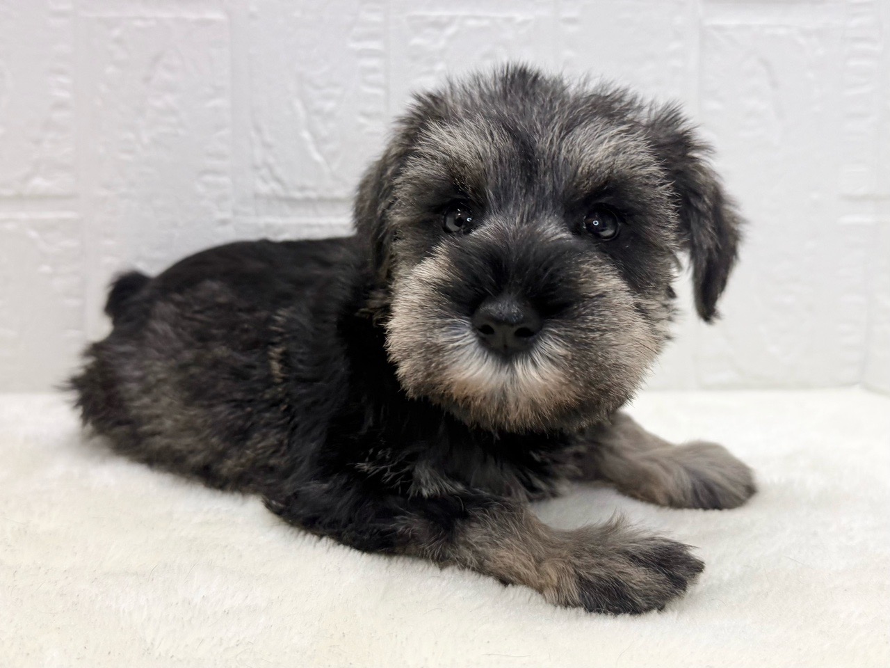 2025年8月31日生まれのミニチュアシュナウザーの6枚目の写真