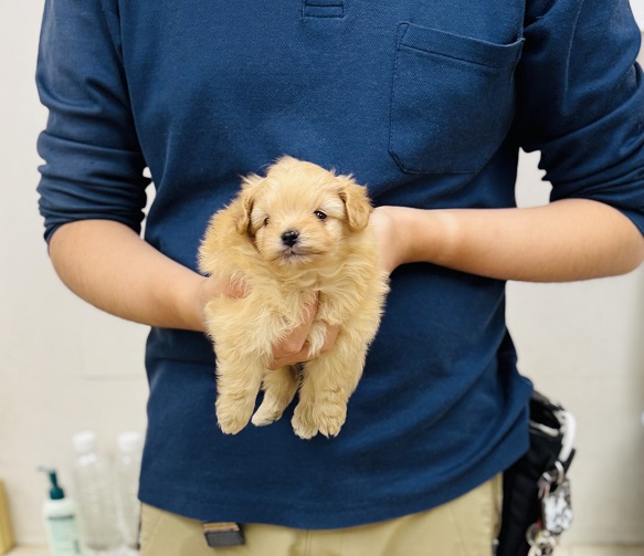 神奈川県のポメプー(ポメラニアン×プードル) (かねだい伊勢原店/2025年9月1日生まれ/女の子/アプリコット)の子犬