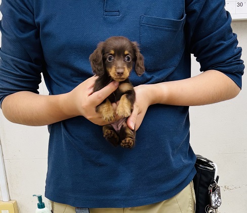 神奈川県のミニチュアダックスフンド(ロング) (かねだい伊勢原店/2025年9月2日生まれ/女の子/チョコレートタン)の子犬