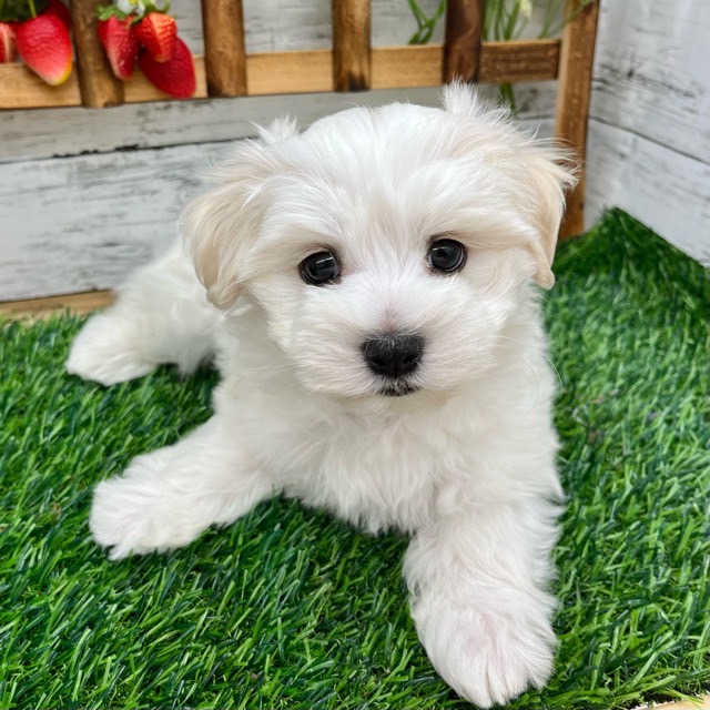 埼玉県のマルチーズ (かねだい所沢店/2025年8月28日生まれ/男の子/ホワイト)の子犬の1枚目の画像