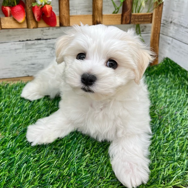 埼玉県のマルチーズ (かねだい所沢店/2025年8月28日生まれ/男の子/ホワイト)の子犬の2枚目の画像