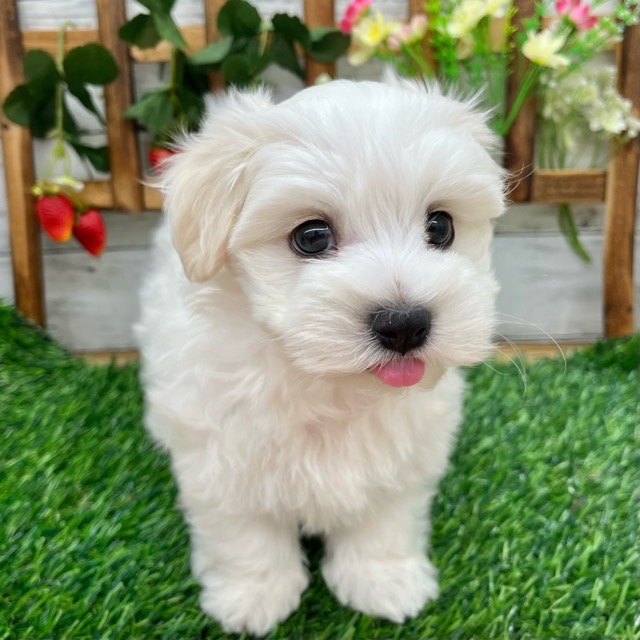 埼玉県のマルチーズ (かねだい所沢店/2025年8月28日生まれ/男の子/ホワイト)の子犬の3枚目の画像