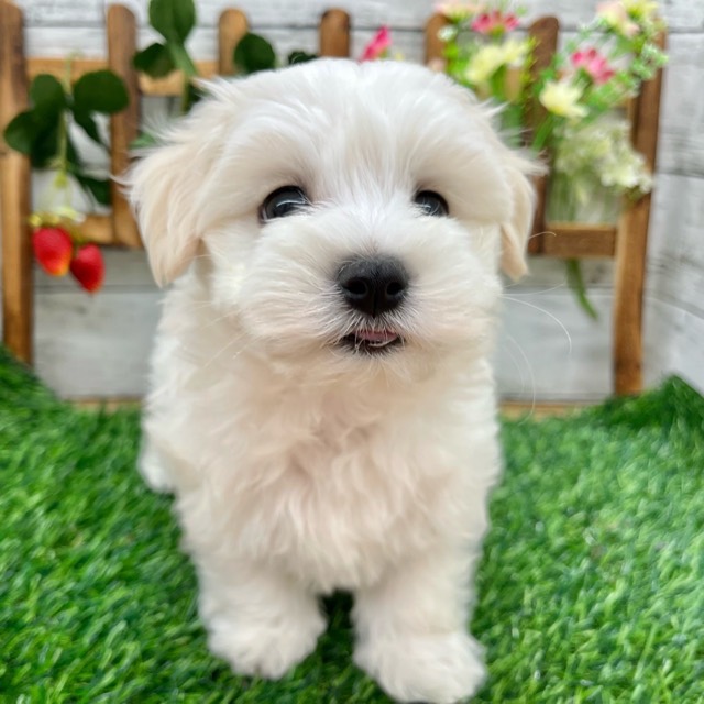 埼玉県のマルチーズ (かねだい所沢店/2025年8月28日生まれ/男の子/ホワイト)の子犬の4枚目の画像