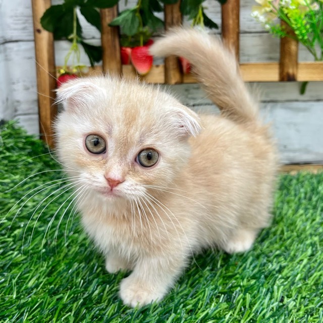 埼玉県のマンチカン (かねだい所沢店/2025年8月25日生まれ/女の子/クリームタビーホワイト)の子猫の1枚目の画像