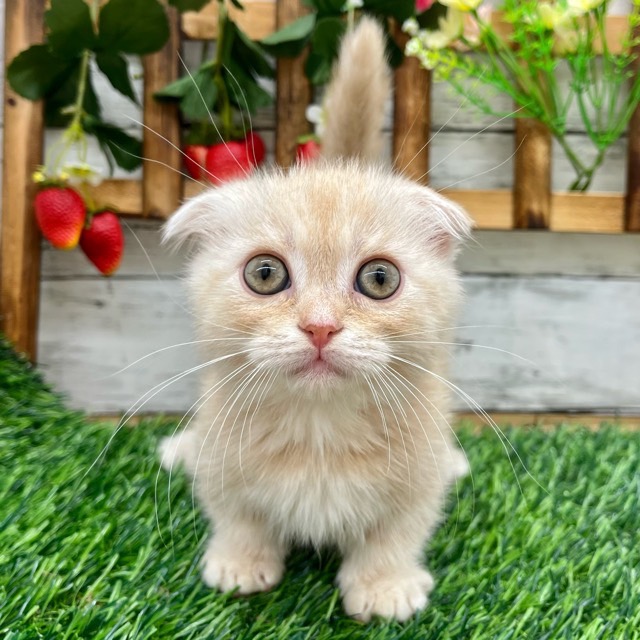 埼玉県のマンチカン (かねだい所沢店/2025年8月25日生まれ/女の子/クリームタビーホワイト)の子猫の2枚目の画像