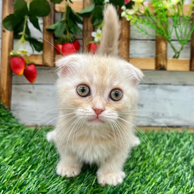埼玉県のマンチカン (かねだい所沢店/2025年8月25日生まれ/女の子/クリームタビーホワイト)の子猫の3枚目の画像