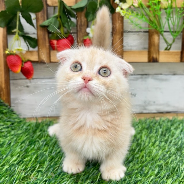 埼玉県のマンチカン (かねだい所沢店/2025年8月25日生まれ/女の子/クリームタビーホワイト)の子猫の4枚目の画像