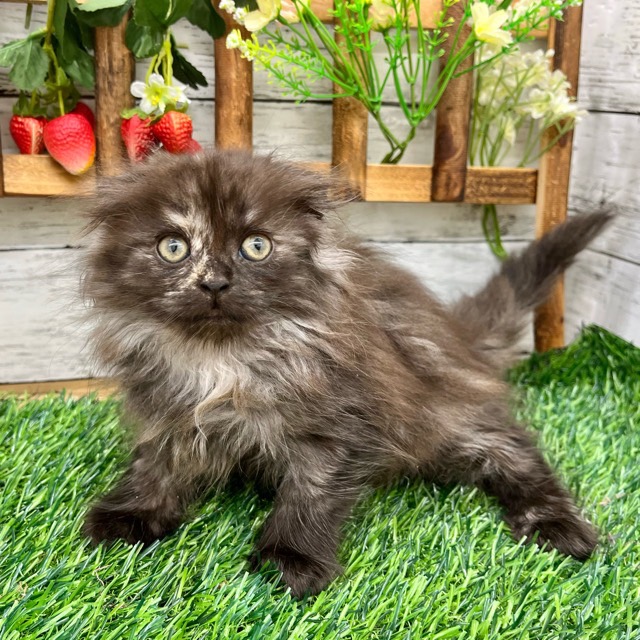 埼玉県のマンチカン (かねだい所沢店/2025年8月25日生まれ/女の子/トーティー)の子猫の1枚目の画像