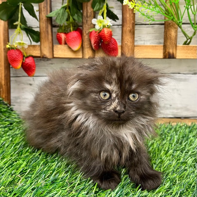 埼玉県のマンチカン (かねだい所沢店/2025年8月25日生まれ/女の子/トーティー)の子猫の2枚目の画像