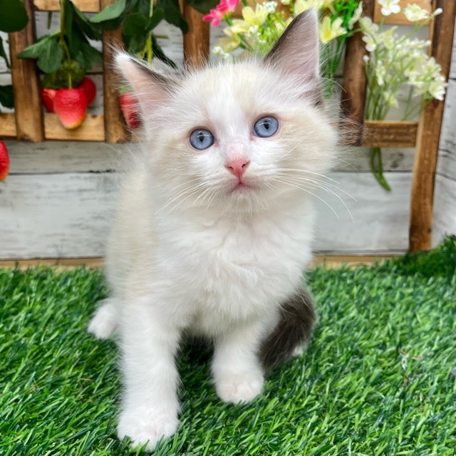 埼玉県のラグドール (かねだい所沢店/2025年9月1日生まれ/男の子/シールポイントバイカラー)の子猫の1枚目の画像