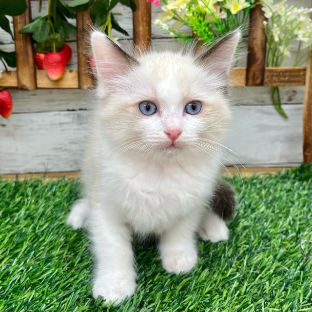 埼玉県のラグドール (かねだい所沢店/2025年9月1日生まれ/男の子/シールポイントバイカラー)の子猫の2枚目の画像