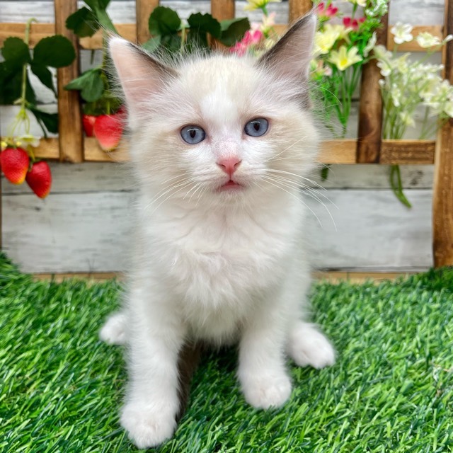 埼玉県のラグドール (かねだい所沢店/2025年9月1日生まれ/男の子/シールポイントバイカラー)の子猫の3枚目の画像