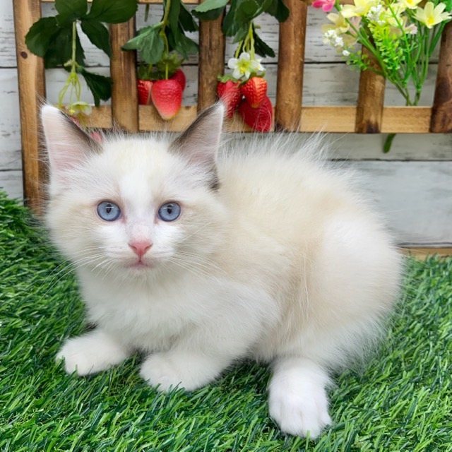 埼玉県のラグドール (かねだい所沢店/2025年9月1日生まれ/男の子/シールポイントバイカラー)の子猫の4枚目の画像
