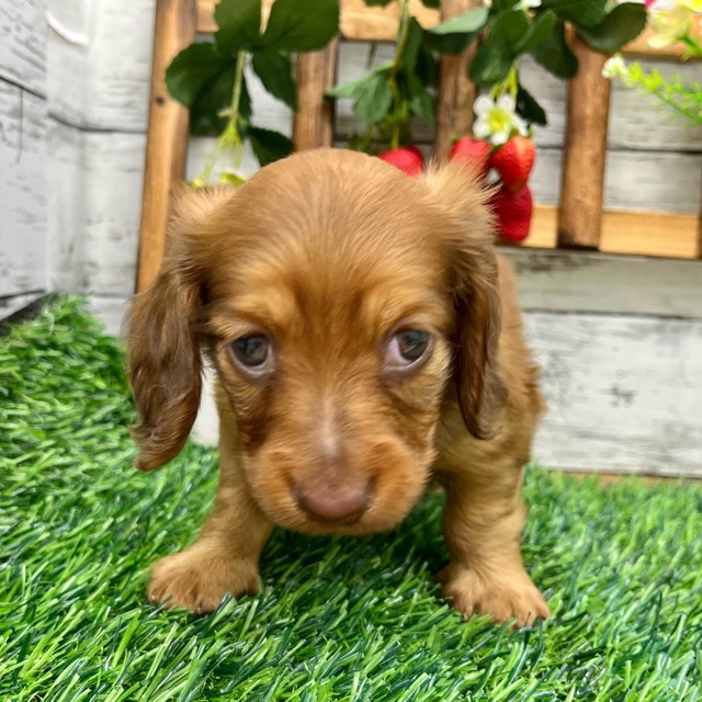 埼玉県のミニチュアダックスフンド(ロング) (かねだい所沢店/2025年8月31日生まれ/男の子/レッド)の子犬の2枚目の画像