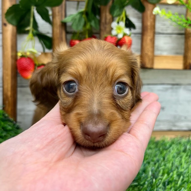 埼玉県のミニチュアダックスフンド(ロング) (かねだい所沢店/2025年8月31日生まれ/男の子/レッド)の子犬の3枚目の画像