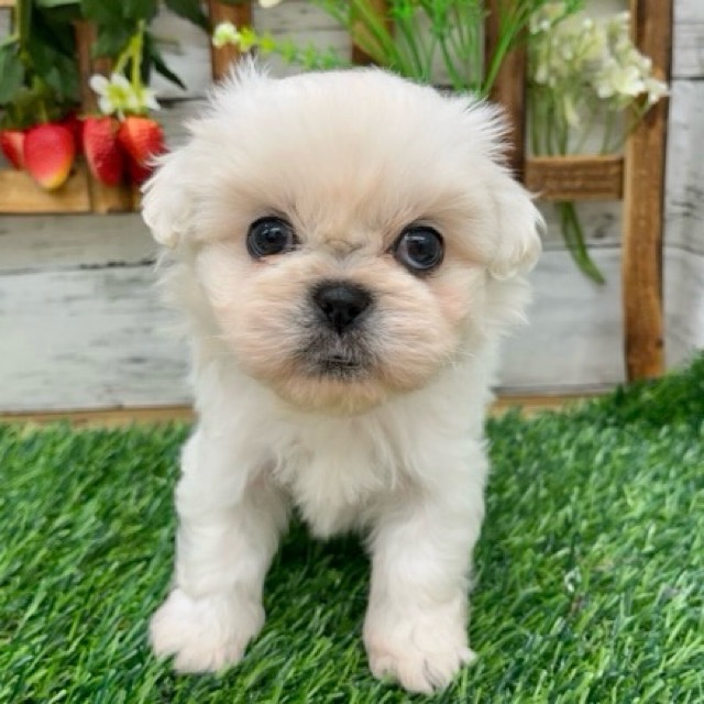 埼玉県のペキプー(ペキニーズ×プードル) (かねだい所沢店/2025年9月2日生まれ/男の子/ホワイト)の子犬の1枚目の画像