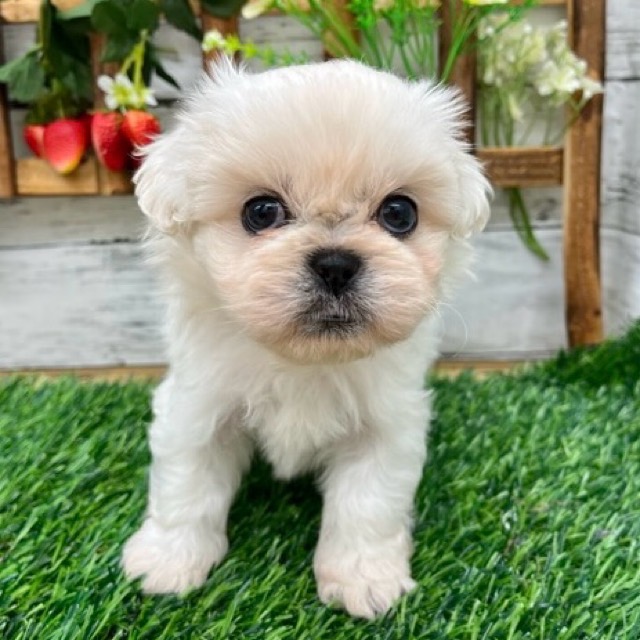 埼玉県のペキプー(ペキニーズ×プードル) (かねだい所沢店/2025年9月2日生まれ/男の子/ホワイト)の子犬の2枚目の画像