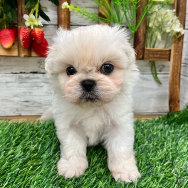 埼玉県のペキプー(ペキニーズ×プードル) (かねだい所沢店/2025年9月2日生まれ/男の子/ホワイト)の子犬の3枚目の画像