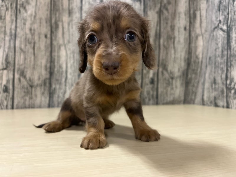 埼玉県のミニチュアダックスフンド(ロング) (かねだいアクアパーク店/2025年9月2日生まれ/女の子/チョコレートダップル)の子犬