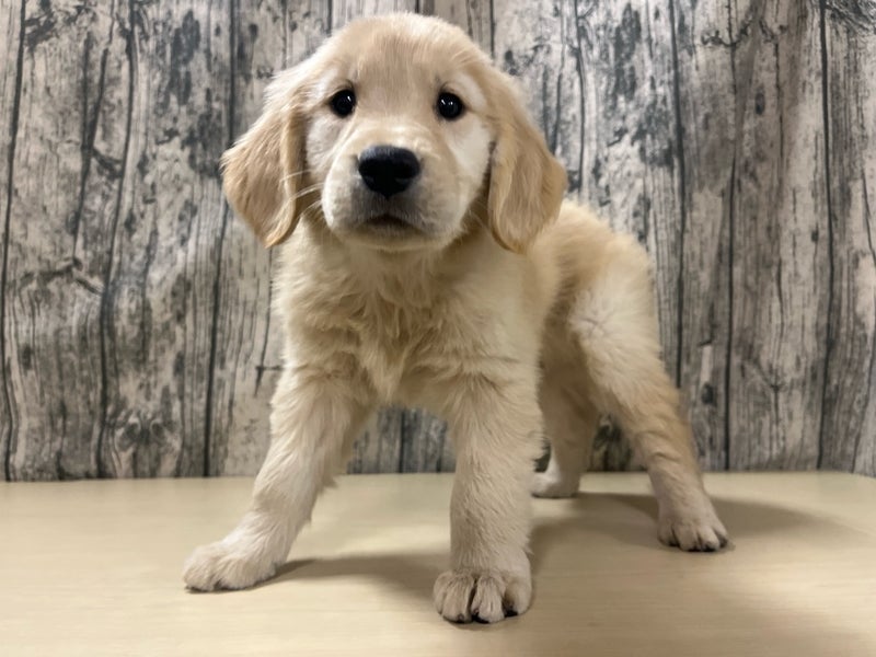 埼玉県のゴールデンレトリバー (かねだいアクアパーク店/2025年8月31日生まれ/女の子/ゴールデン)の子犬