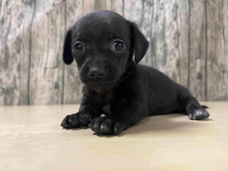 埼玉県のポメックス(ポメラニアン×ダックス) (かねだいアクアパーク店/2025年9月2日生まれ/女の子/ブラック)の子犬