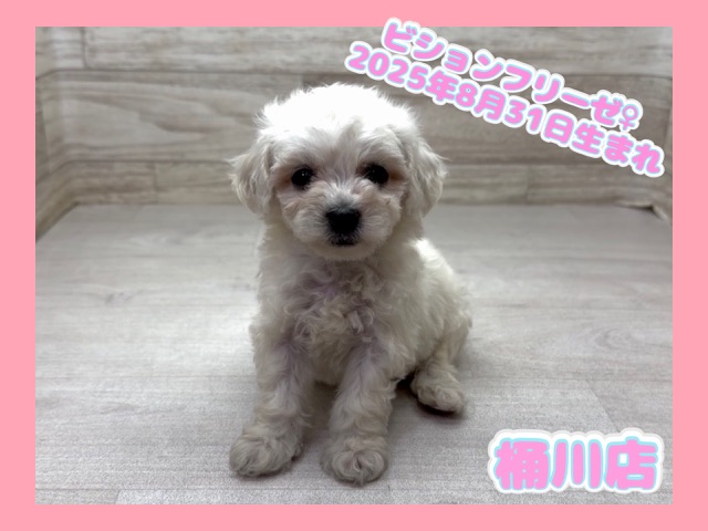 埼玉県のビションフリーゼ (かねだい桶川店/2025年8月31日生まれ/女の子/ホワイト)の子犬の1枚目の画像