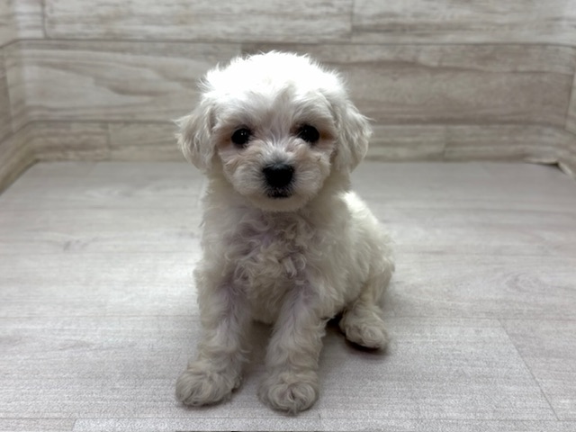 埼玉県のビションフリーゼ (かねだい桶川店/2025年8月31日生まれ/女の子/ホワイト)の子犬の2枚目の画像