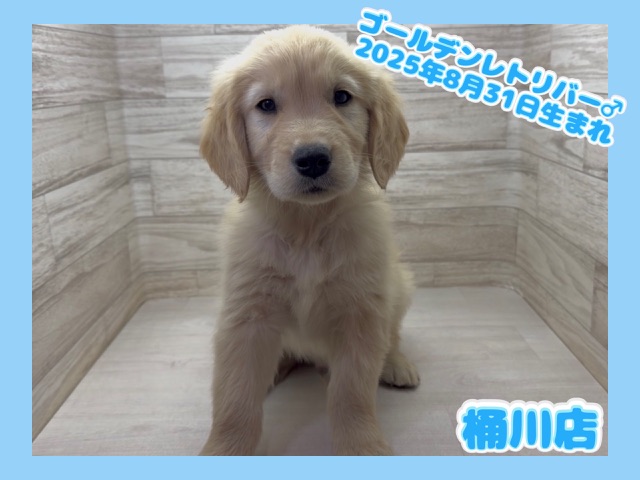 埼玉県のゴールデンレトリバー (かねだい桶川店/2025年8月31日生まれ/男の子/ゴールデン)の子犬の1枚目の画像